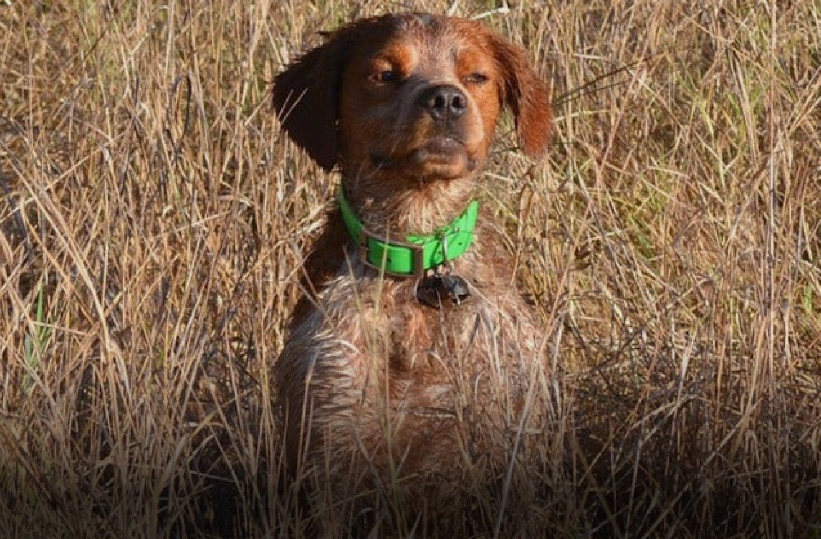 Halsb&aring;nd og seler