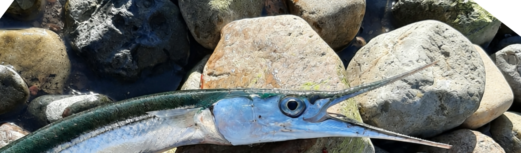 Hornfisk