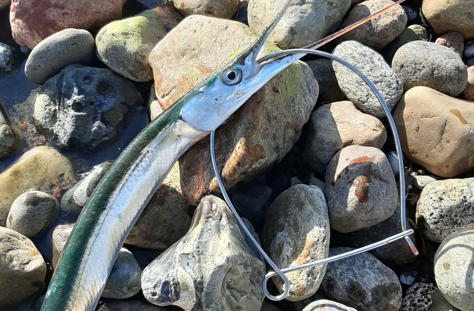 Hornfisk - grej og tips