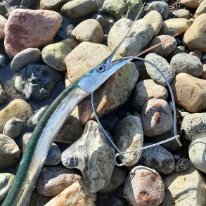 Hornfisk - Fiskegrej til Hornfisk