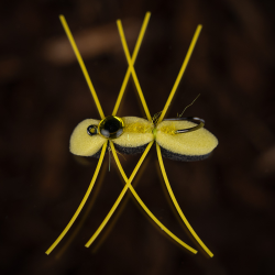 Foam Beetle - skumflue