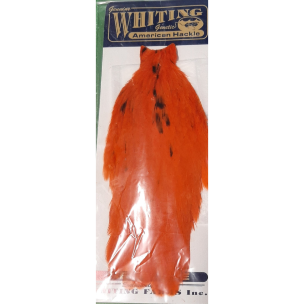 Whiting American Hen Cape