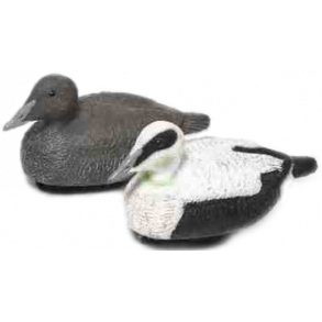 Edderfugl Han Lokker