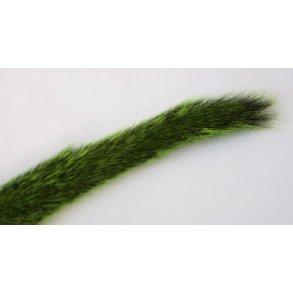 Egern hale - Green highlander