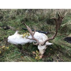 Mjoelner Hunting Skydestok Fenris II Carbon