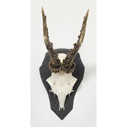 Pardur Skifer Rdyr Trof plade i drbeform