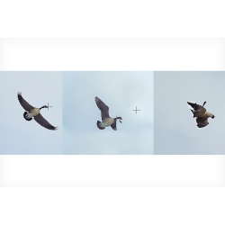 Bornaghi 36 gr. Steel 12/70