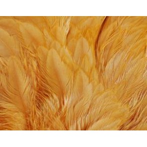 American Hen Back Magnum