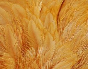 American Hen Back Magnum