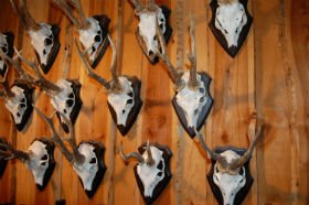 Trof&aelig;plader, trof&aelig;holdere mm.