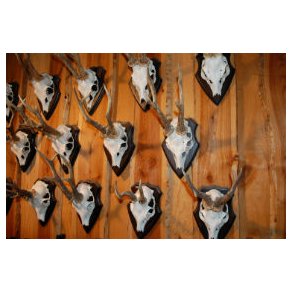 Trofæplader, trofæholdere mm.