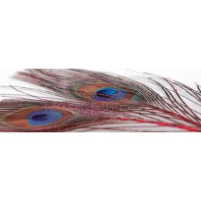 Peacock eyes - Påfuglefjer