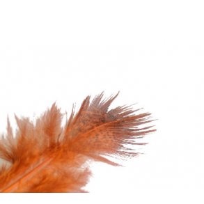 Fasan ringneck rump - Orange