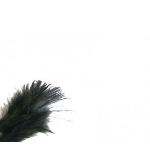 Fasan ringneck rump - Black