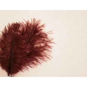 Mini Salar Struds - Brown