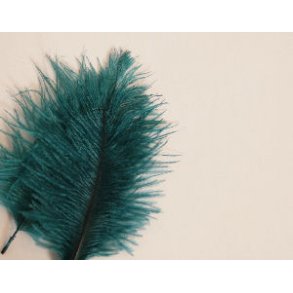 Mini Salar Struds - Dark Blue