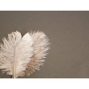 Mini Salar Struds - Grey