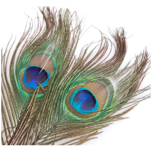 Peacock eyes - Natural