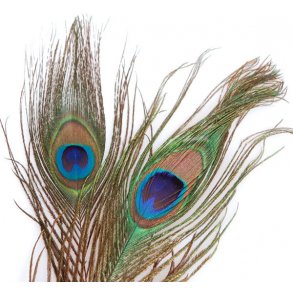 Peacock eyes - Orange