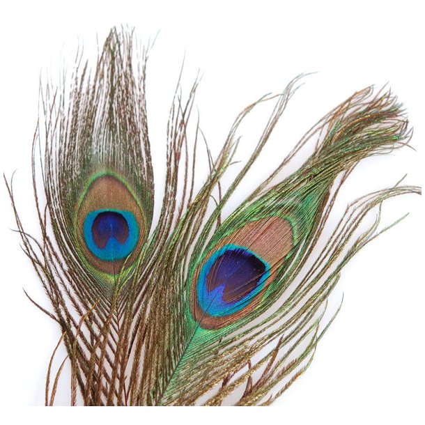 Peacock eyes - Orange