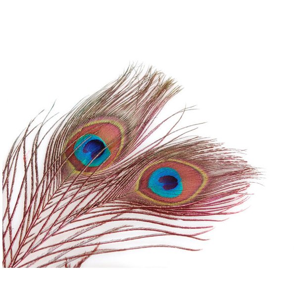 Peacock eyes - Red
