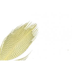 Mallard Barred - Yellow