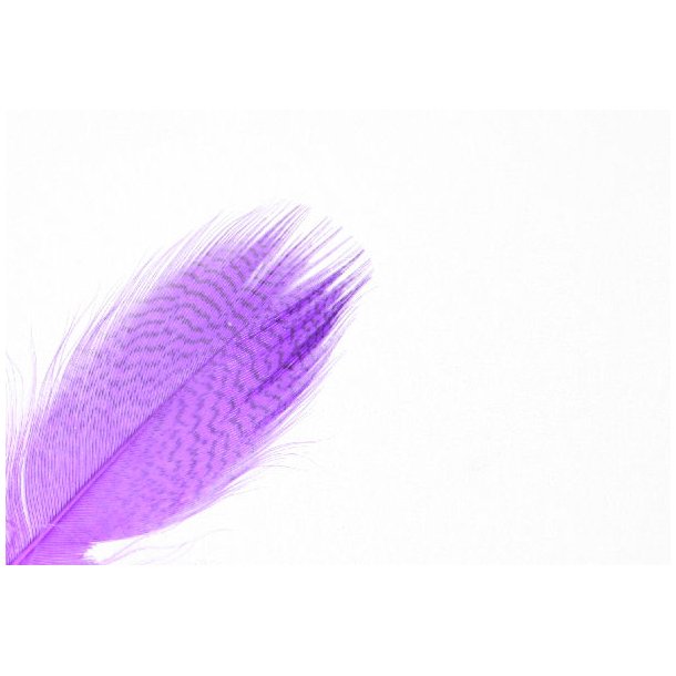 Mallard Barred - Purple