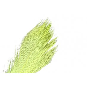 Mallard Barred - FL. Chartreuse